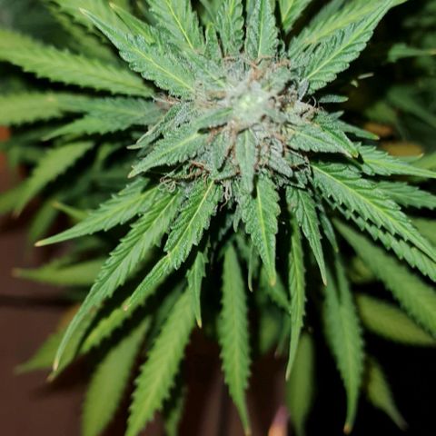 Zkittly Zi Zi growlog timeline photo