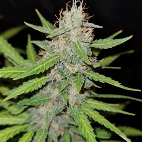 Zkittly Zi Zi growlog timeline photo