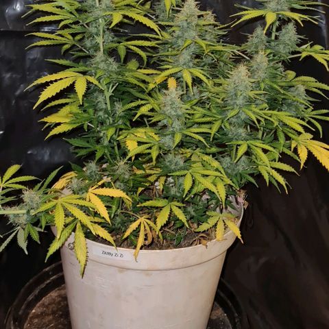 Zkittly Zi Zi growlog timeline photo