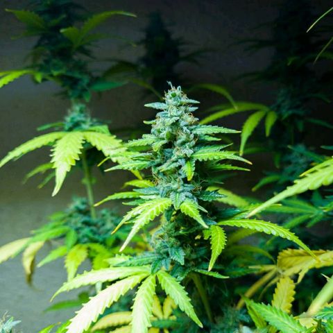 Zkittly Zi Zi growlog timeline photo