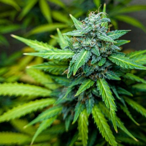Zkittly Zi Zi growlog timeline photo