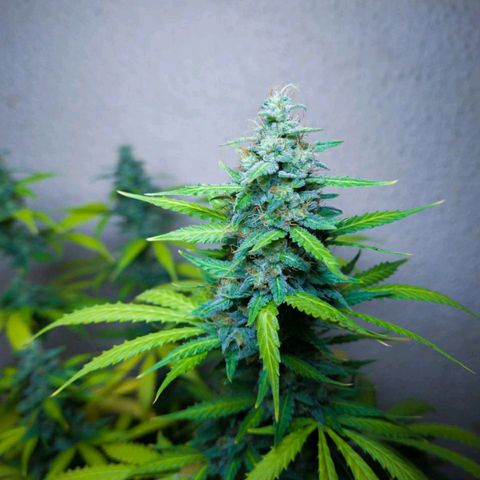 Zkittly Zi Zi growlog timeline photo
