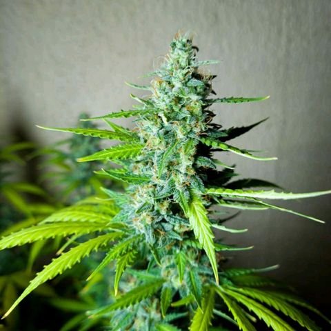 Zkittly Zi Zi growlog timeline photo