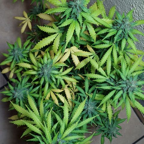 Zkittly Zi Zi growlog timeline photo