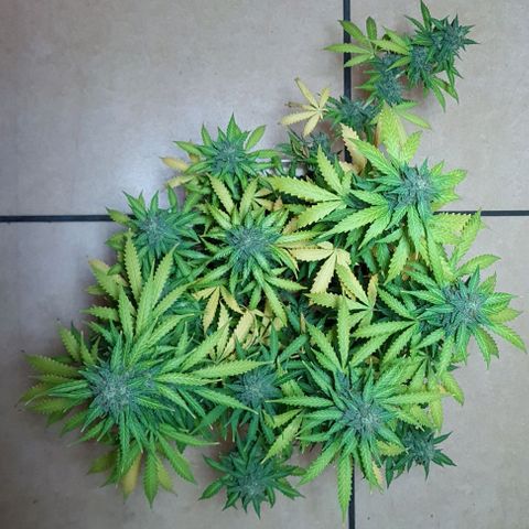 Zkittly Zi Zi growlog timeline photo