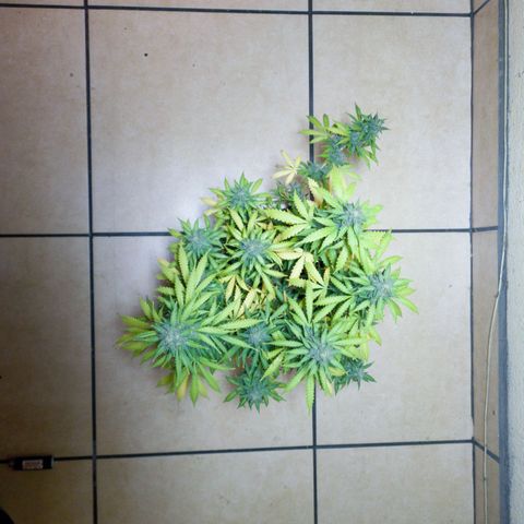 Zkittly Zi Zi growlog timeline photo