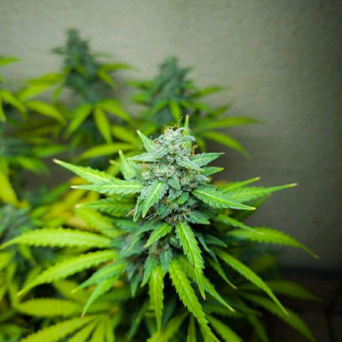 Zkittly Zi Zi growlog timeline photo