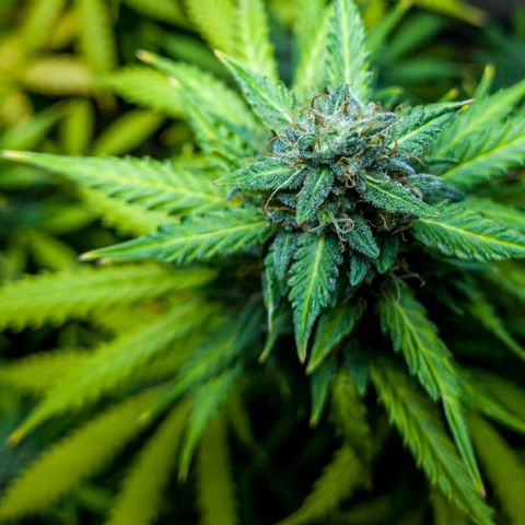 Zkittly Zi Zi growlog timeline photo