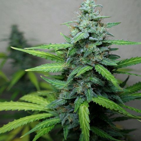 Zkittly Zi Zi growlog timeline photo