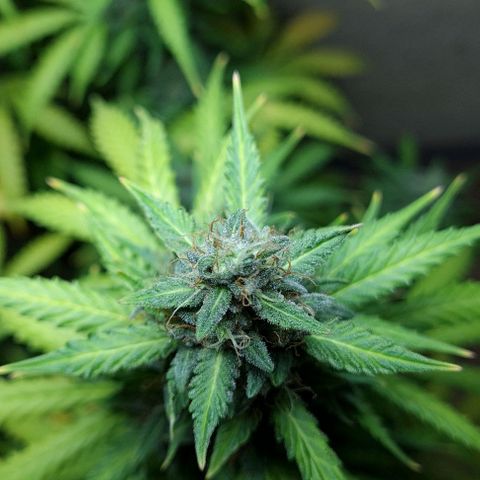 Zkittly Zi Zi growlog timeline photo