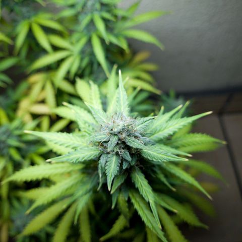 Zkittly Zi Zi growlog timeline photo