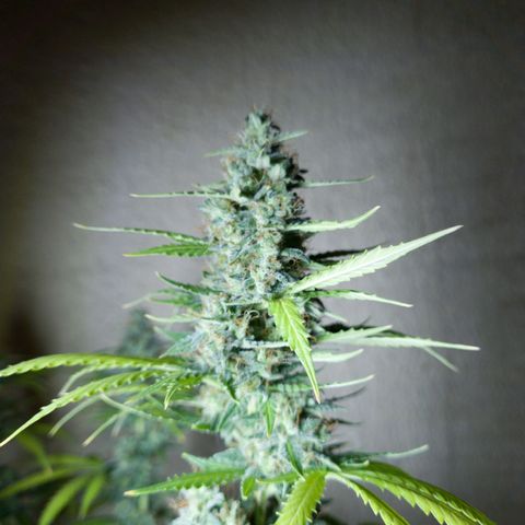 Zkittly Zi Zi growlog timeline photo