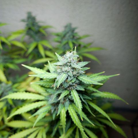 Zkittly Zi Zi growlog timeline photo