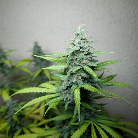 Zkittly Zi Zi growlog timeline photo