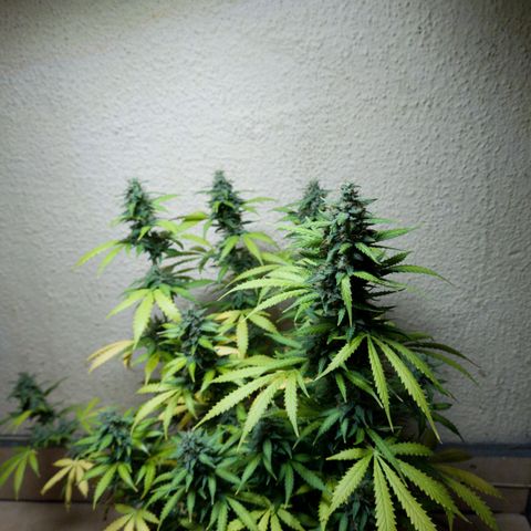 Zkittly Zi Zi growlog timeline photo