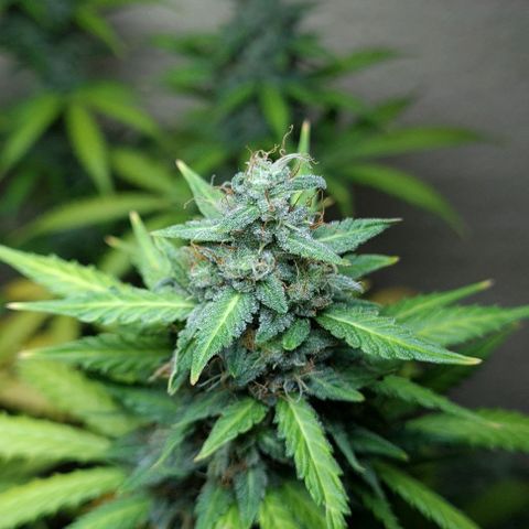 Zkittly Zi Zi growlog timeline photo