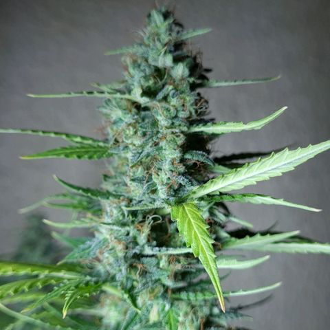 Zkittly Zi Zi growlog timeline photo