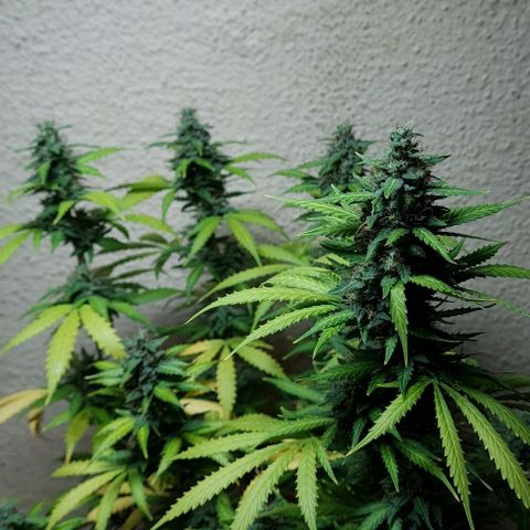 Zkittly Zi Zi growlog timeline photo