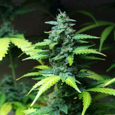 Zkittly Zi Zi growlog timeline photo