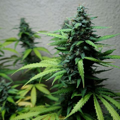 Zkittly Zi Zi growlog timeline photo