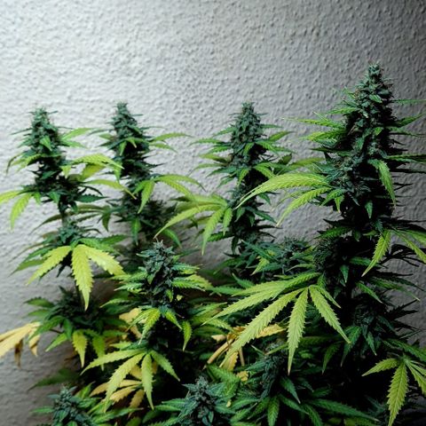 Zkittly Zi Zi growlog timeline photo
