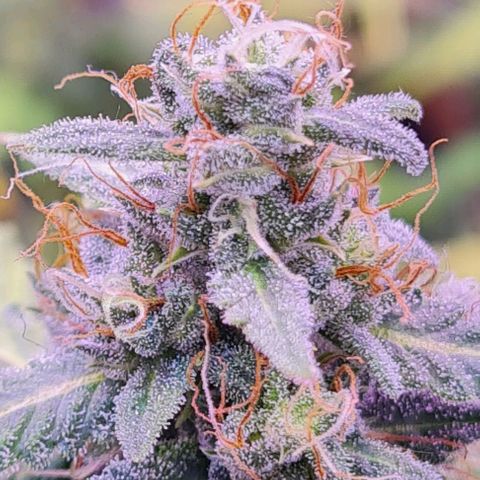 Zkittly Zi Zi growlog timeline photo