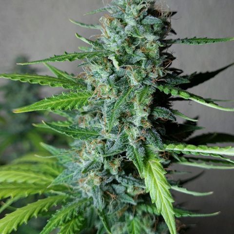 Zkittly Zi Zi growlog timeline photo