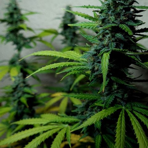 Zkittly Zi Zi growlog timeline photo