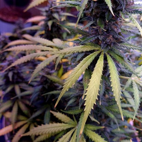 Zkittly Zi Zi growlog timeline photo