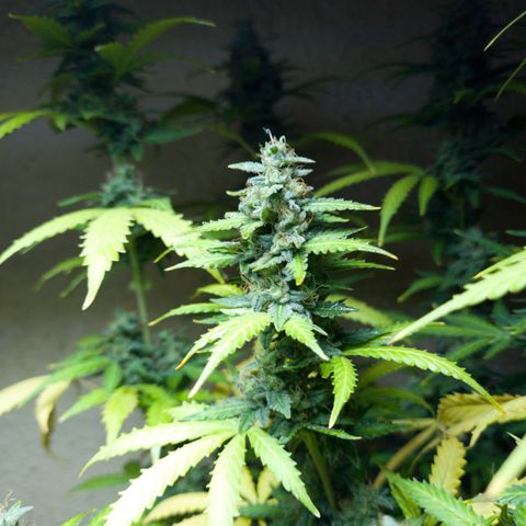 Zkittly Zi Zi growlog timeline photo