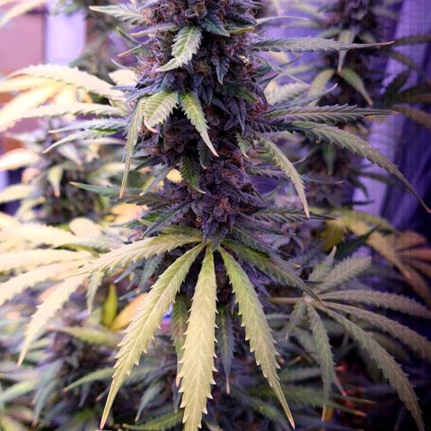 Zkittly Zi Zi growlog timeline photo