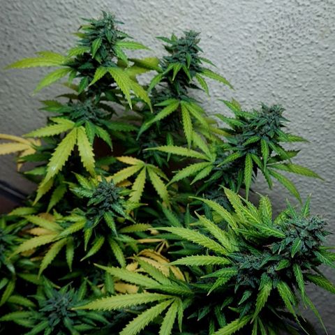 Zkittly Zi Zi growlog timeline photo