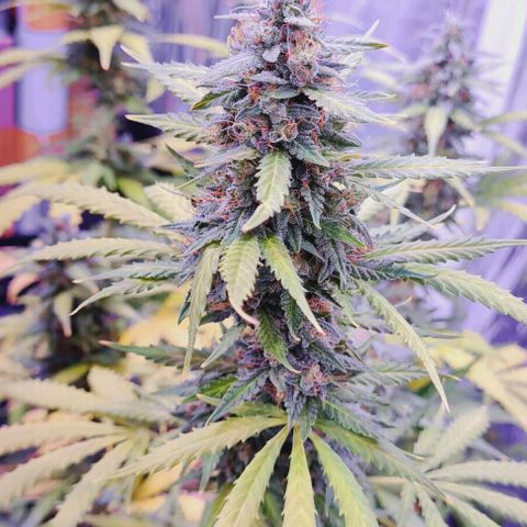 Zkittly Zi Zi growlog timeline photo