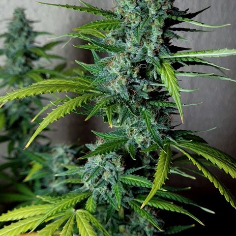 Zkittly Zi Zi growlog timeline photo