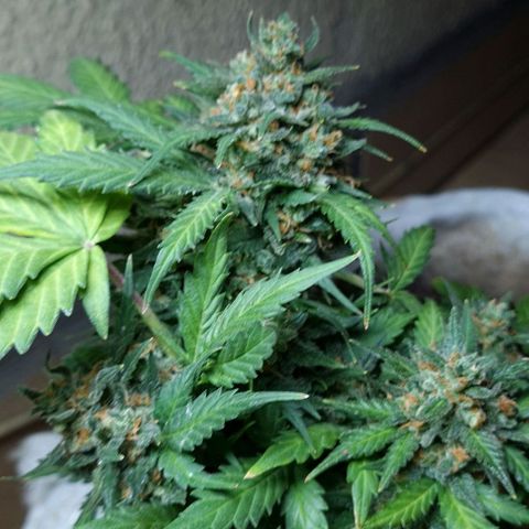 Gorilla Glue  growlog timeline photo
