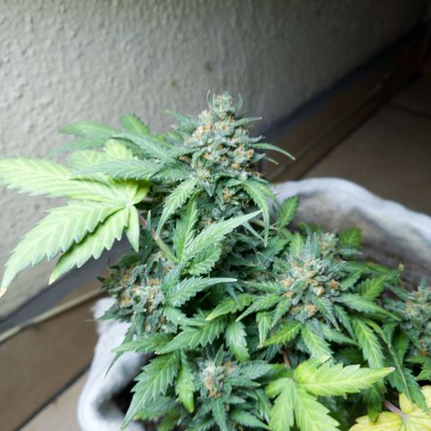 Gorilla Glue  growlog timeline photo