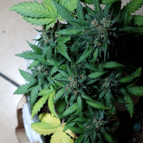 Gorilla Glue  growlog timeline photo
