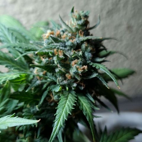 Gorilla Glue  growlog timeline photo