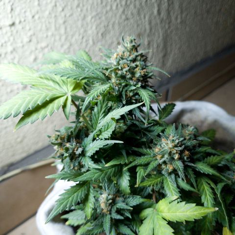 Gorilla Glue  growlog timeline photo