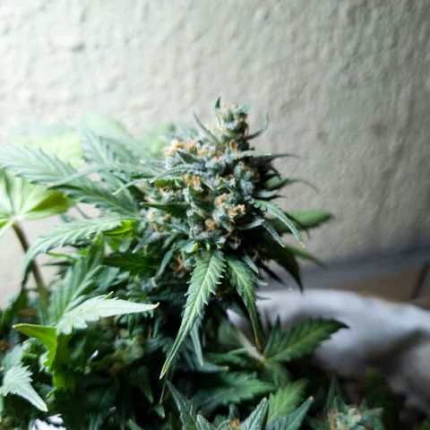 Gorilla Glue  growlog timeline photo