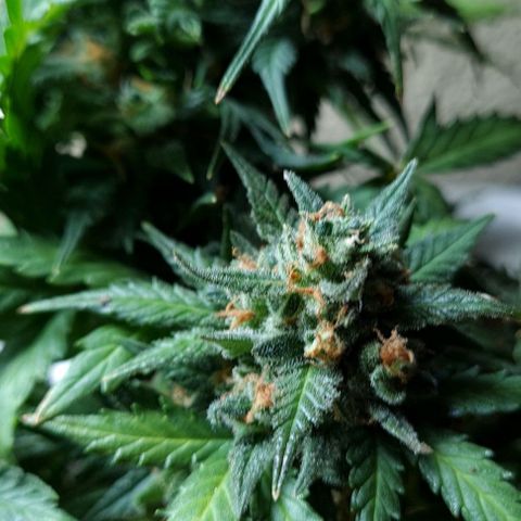 Gorilla Glue  growlog timeline photo