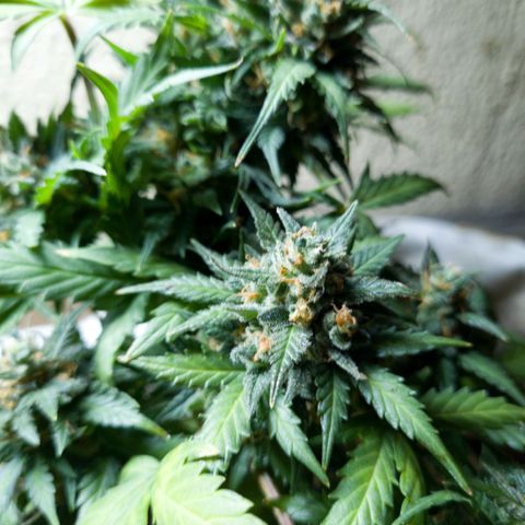 Gorilla Glue  growlog timeline photo
