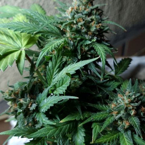 Gorilla Glue  growlog timeline photo