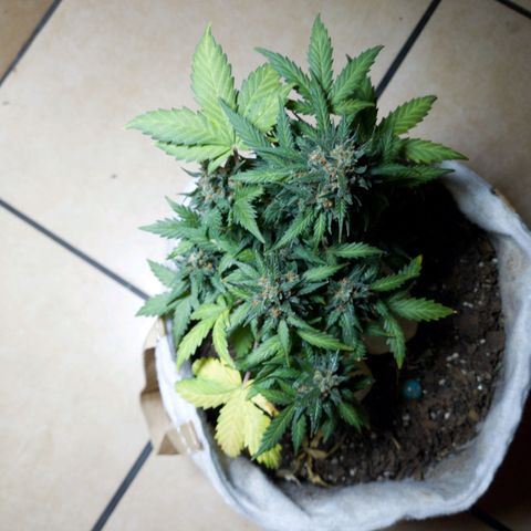 Gorilla Glue  growlog timeline photo