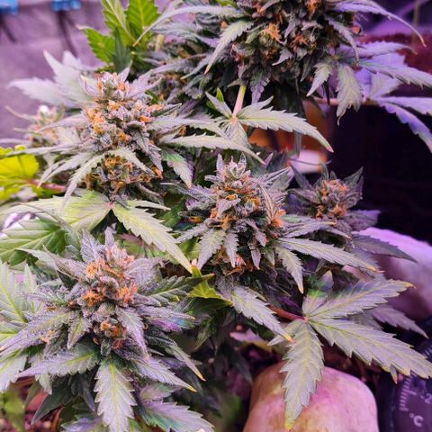 Gorilla Glue  growlog timeline photo