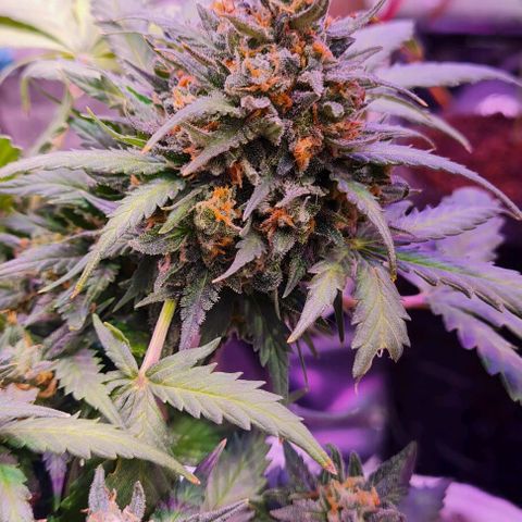 Gorilla Glue  growlog timeline photo