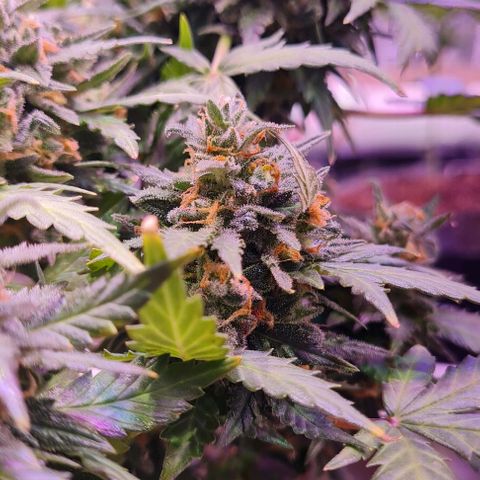 Gorilla Glue  growlog timeline photo