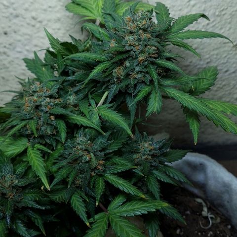 Gorilla Glue  growlog timeline photo