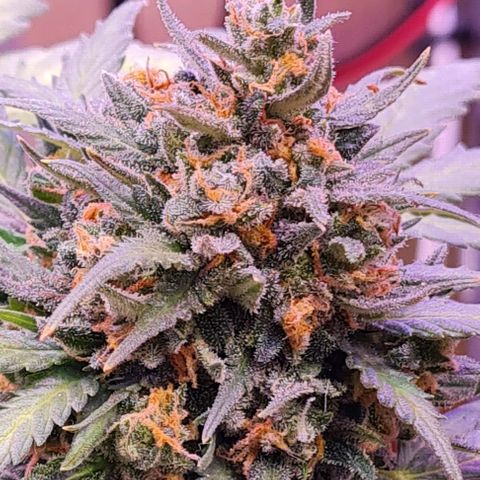 Gorilla Glue  growlog timeline photo