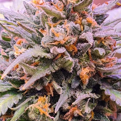 Gorilla Glue  growlog timeline photo
